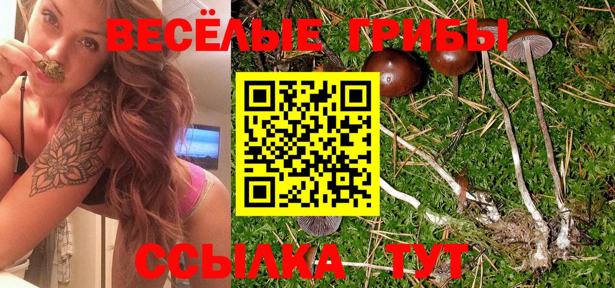 Псилоцибиновые грибы GOLDEN TEACHER Сатка